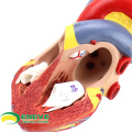 HEART02(12478) New Medical Anatomical Heart Model in 2 Parts, Anatomy Models > Heart Models